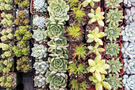 Photos from the Field: Nursery Features Colorful Succulents Image